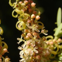 Phyllanthus emblica L.